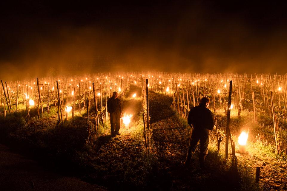 Bougies vignoble