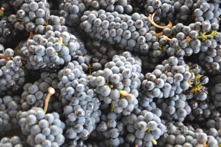 Grappe de raisin OenoSkol vin dégustation oenologie