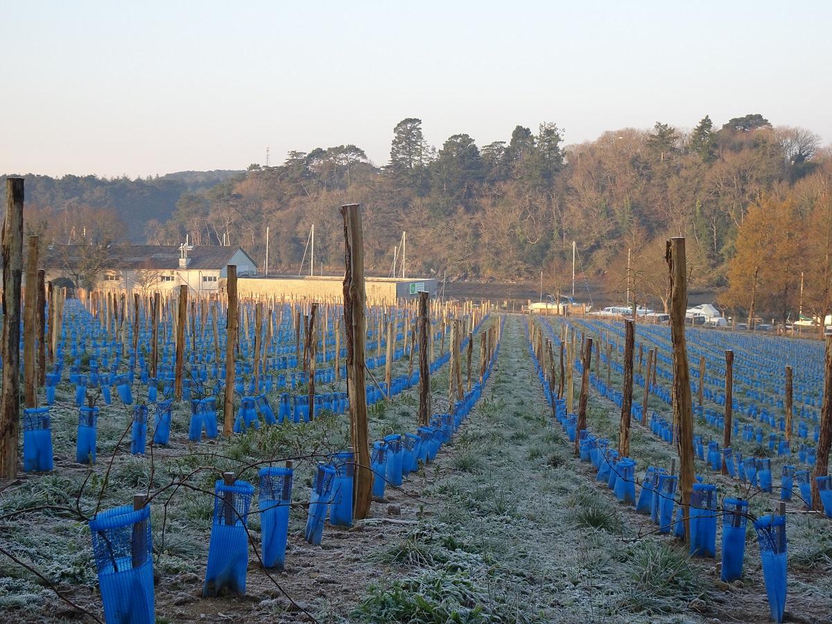 les vignes de St Goustan taille de formation