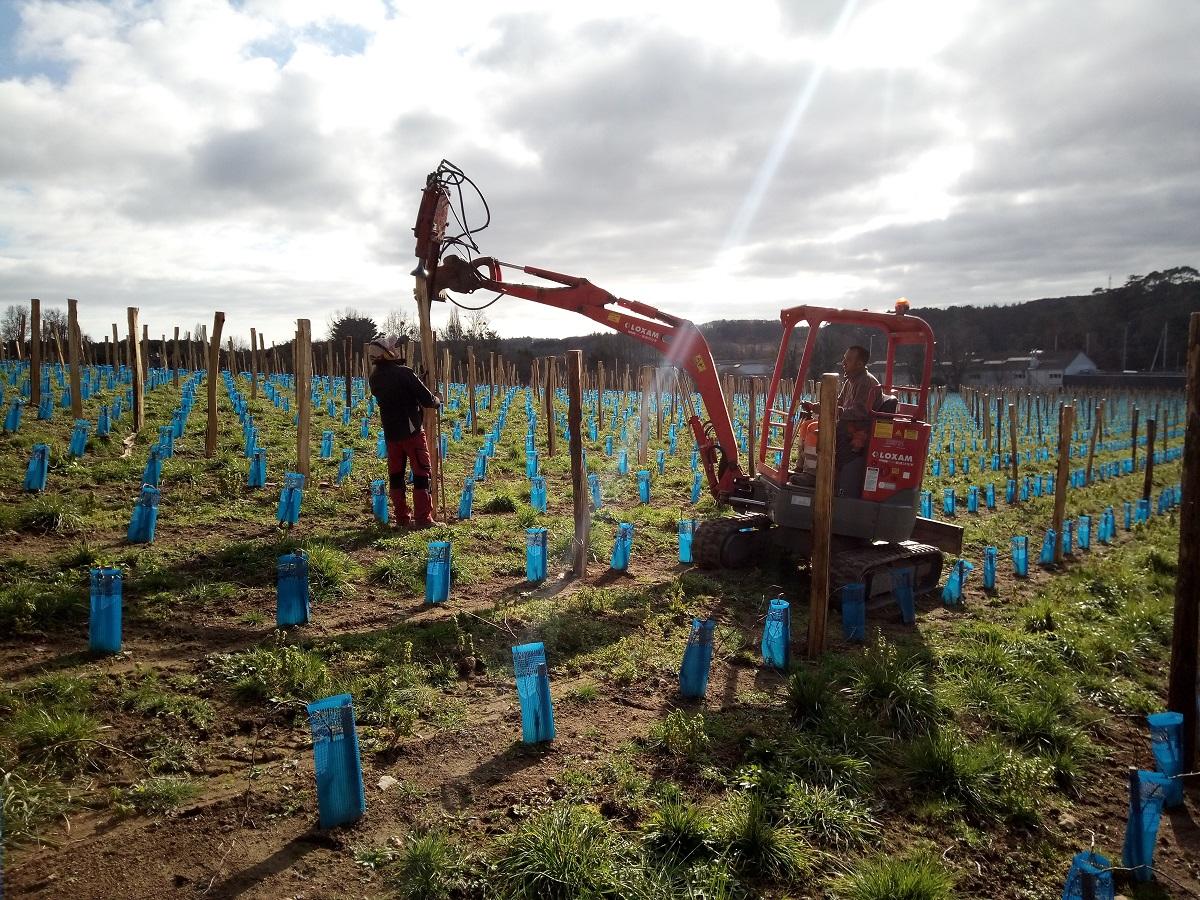 chantier plantation poteaux vignes de St Goustan