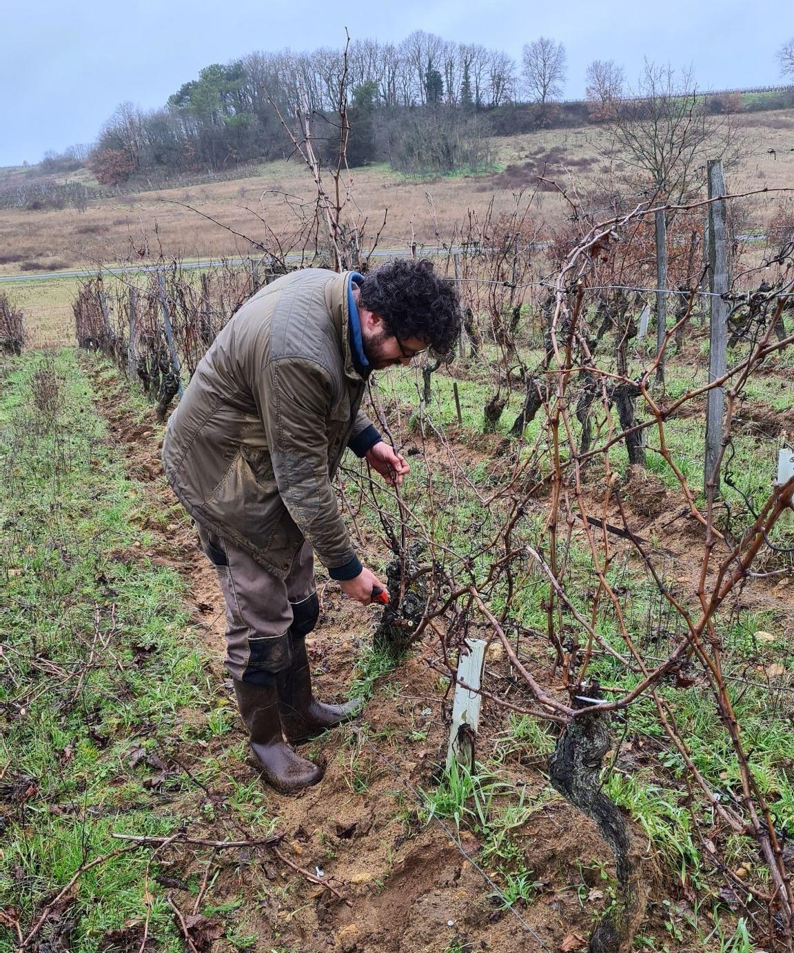 Taille de la vigne Chinon Coulaine ŒnoSkol