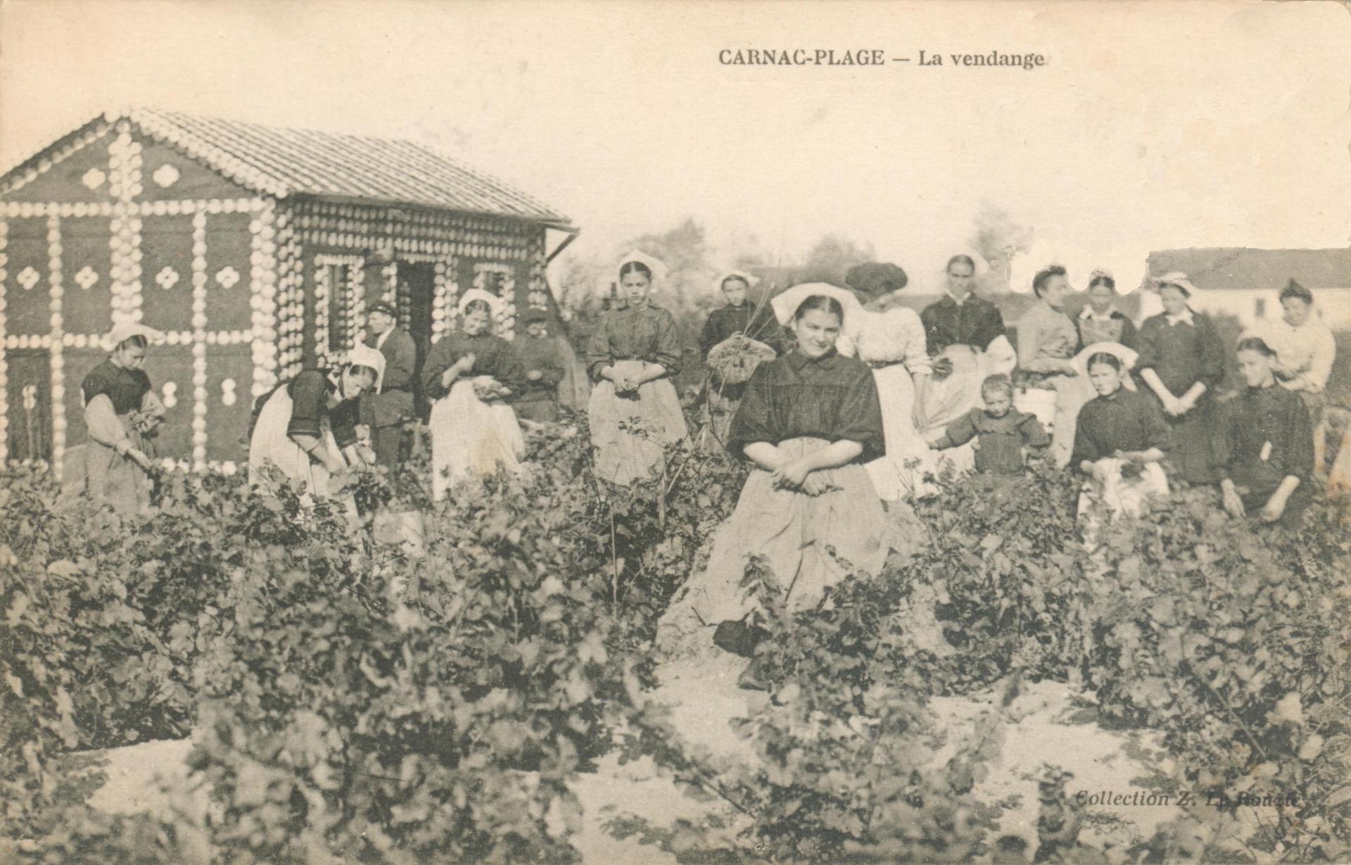 Vendanges Carnac