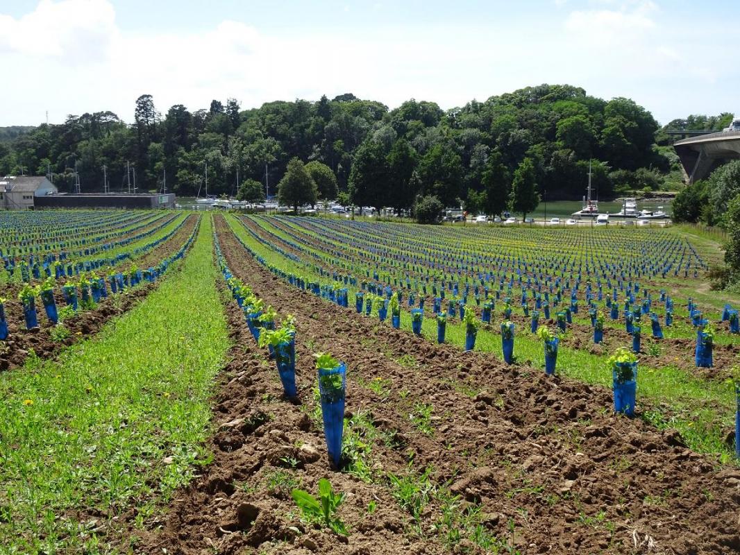 Vignes de Saint Goustan juin 2022